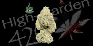 ดอกกัญชา Sugar Show strain บัดอ้วนฟู กลิ่นหวานแบบของหวาน จากร้าน High-garden420