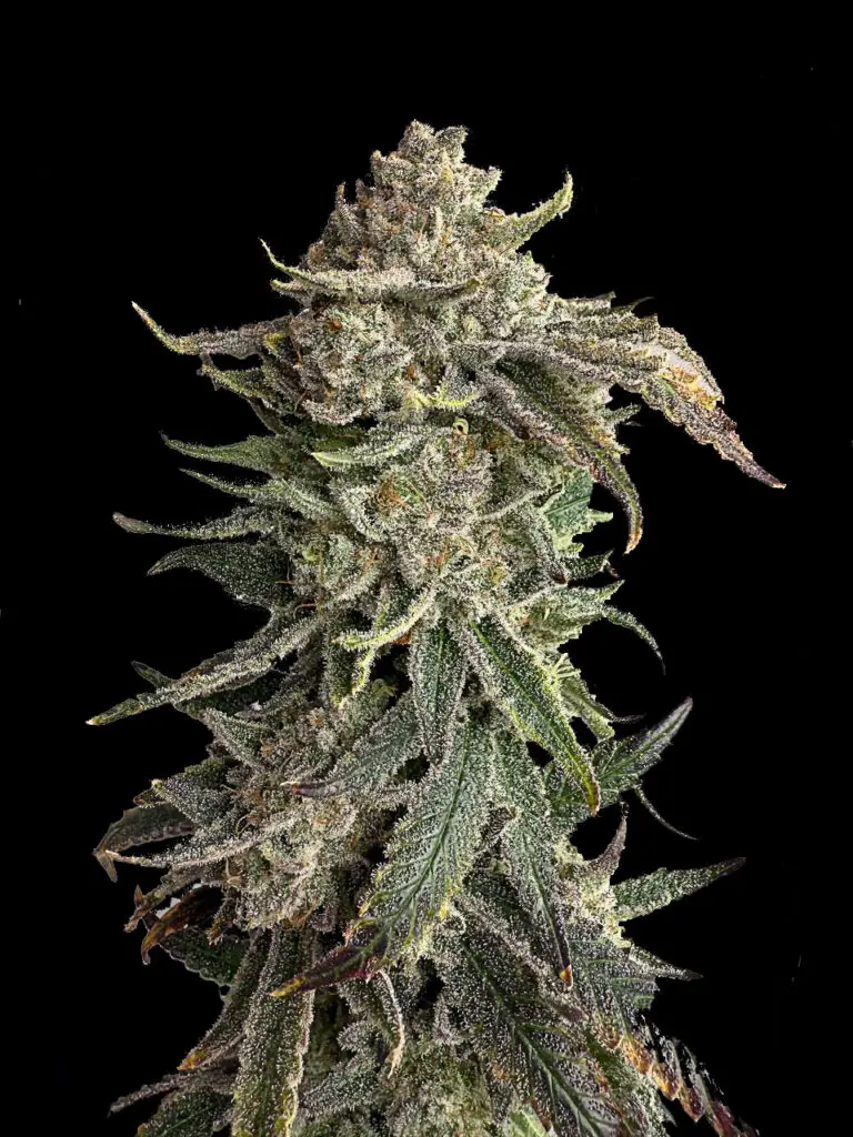 ต้นกัญชา Sugar Show strain จาก Exotic Cut บัดยาวซ้อนชั้น กลิ่นหวานครีมผลไม้ จาก High-garden420