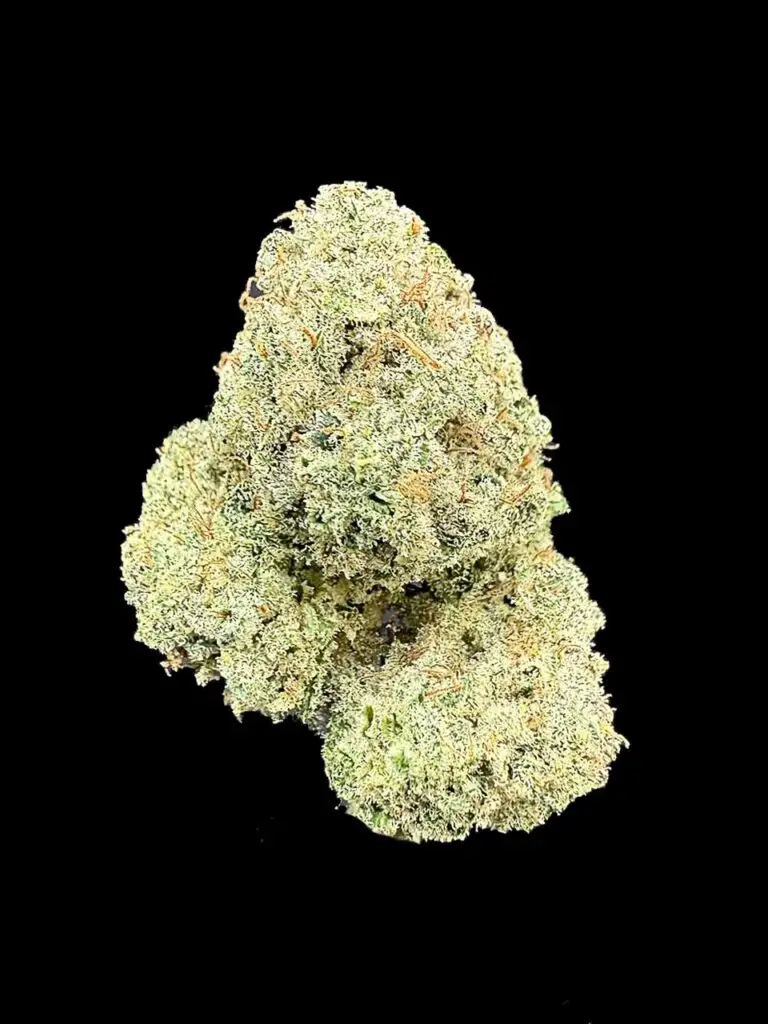 ดอกกัญชา Sugar Show strain Exotic Cut บัดอ้วนฟู สีครีมทอง เทอร์ปีนหวานผลไม้ จาก High-garden420