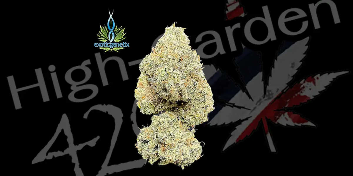 ดอกกัญชา Sugar Show strain บัดอ้วนฟู กลิ่นหวานแบบของหวาน จากร้าน High-garden420