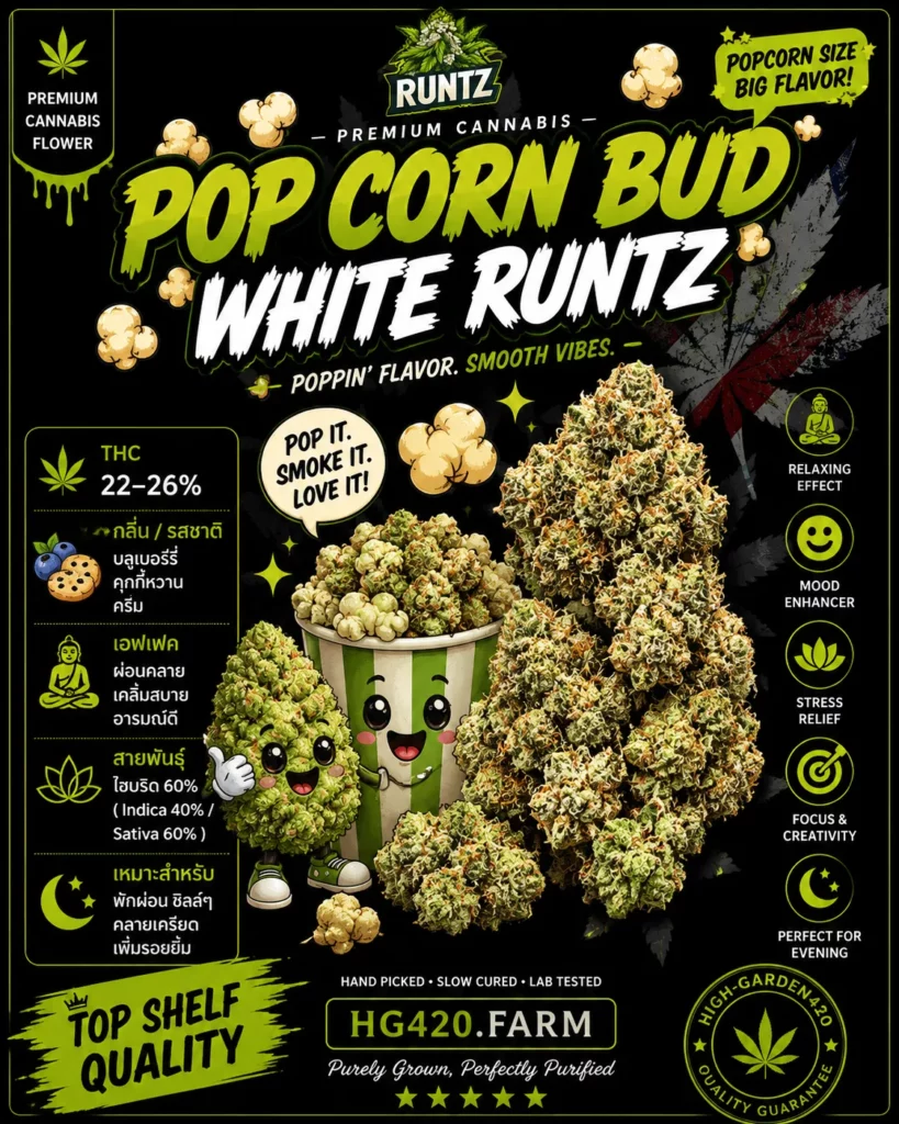 Popcorn Bud White Runtz strain ดอกป๊อปสายพันธุ์กัญชา High-Garden420