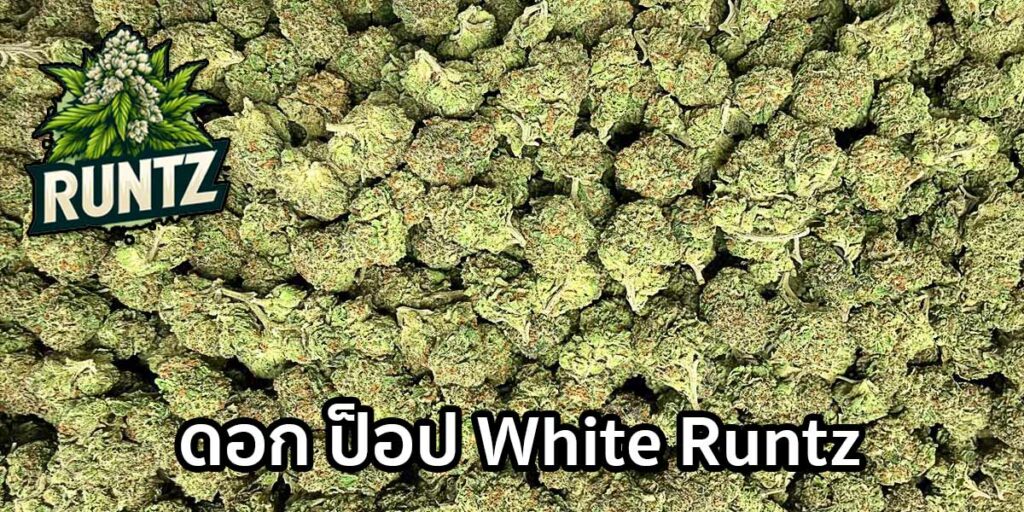 ดอกป็อป White Runtz เกรดคุณภาพ ดอกเล็กแน่น ไทรโคมขาว กลิ่นหวานขนม