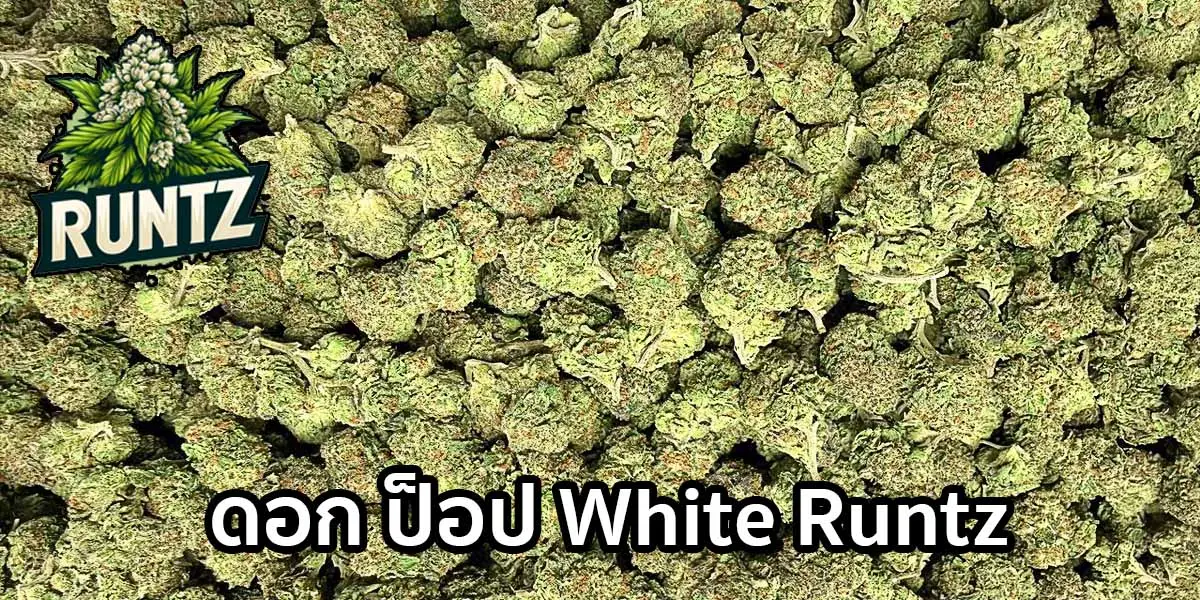 ดอกป็อป White Runtz เกรดคุณภาพ ดอกเล็กแน่น ไทรโคมขาว กลิ่นหวานขนม