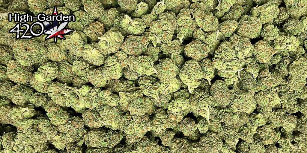 ดอกป็อป White Runtz เกรดคุณภาพ ดอกเล็กแน่น ไทรโคมขาว กลิ่นหวานขนม ควันนุ่ม