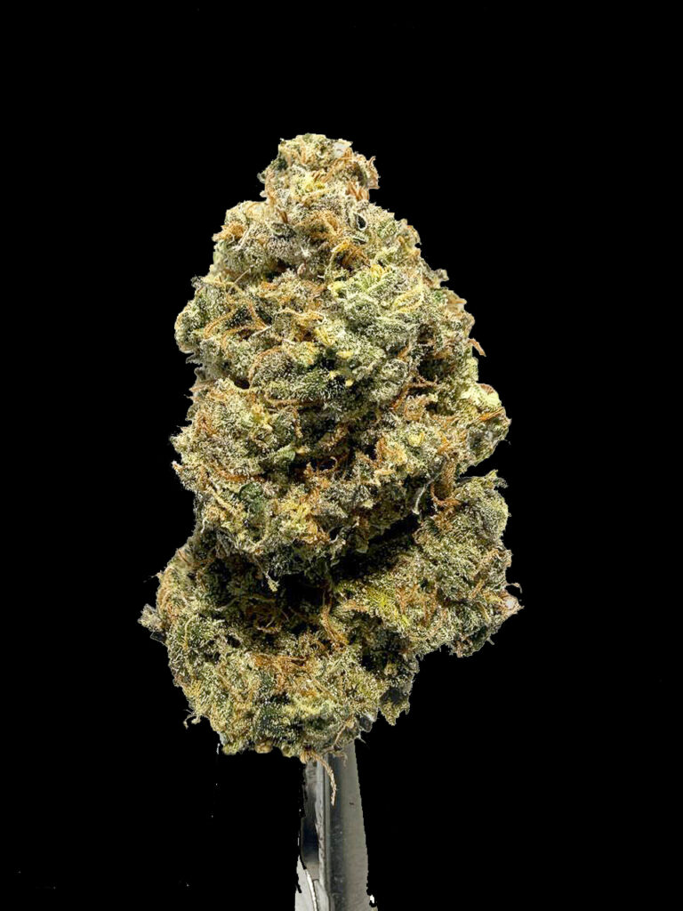 ดอกกัญชา Booberry Cookies ดอกแน่น ไตรโคมขาว พื้นหลังสีดำ