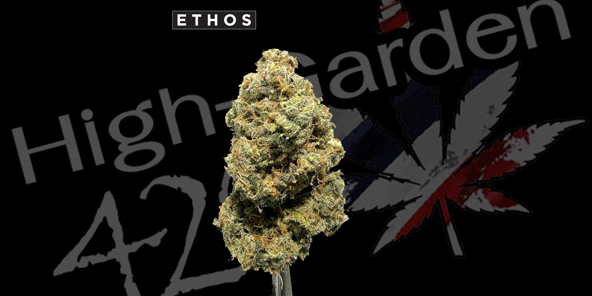 Booberry Cookies strain ดอกกัญชาสายพันธุ์ Booberry Cookies กลิ่นบลูเบอร์รี่ คุกกี้