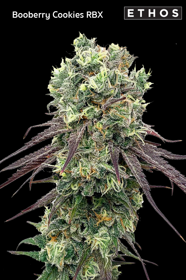 Booberry Cookies cannabis flower close up ดอกกัญชาสายพันธุ์ Booberry Cookies