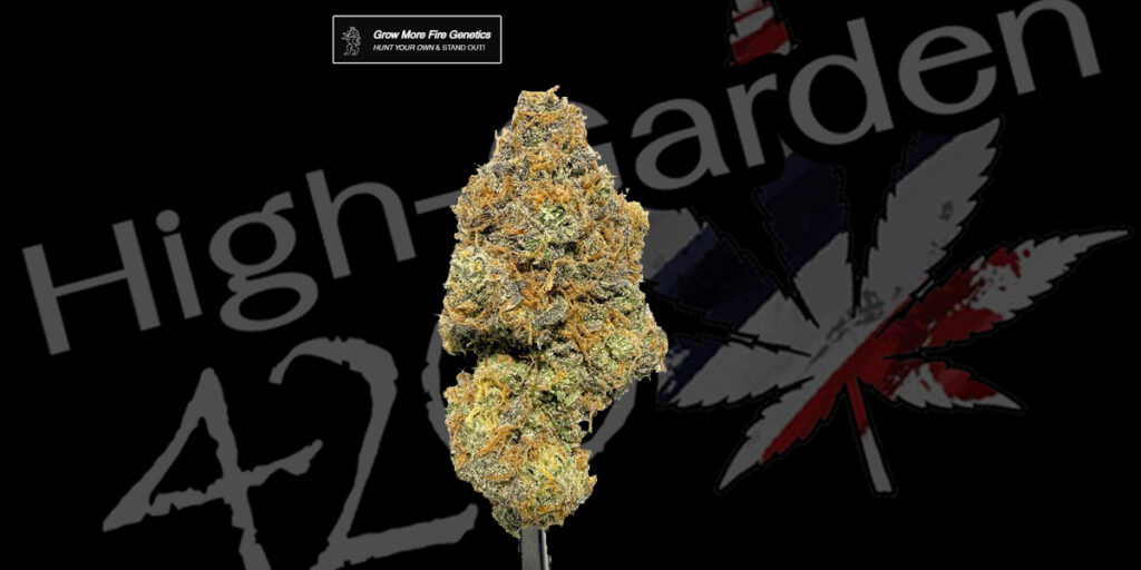 Cherry Brust ดอกกัญชาสายพันธุ์ Cherry Brust กลิ่นเชอร์รี่หวาน High-garden420