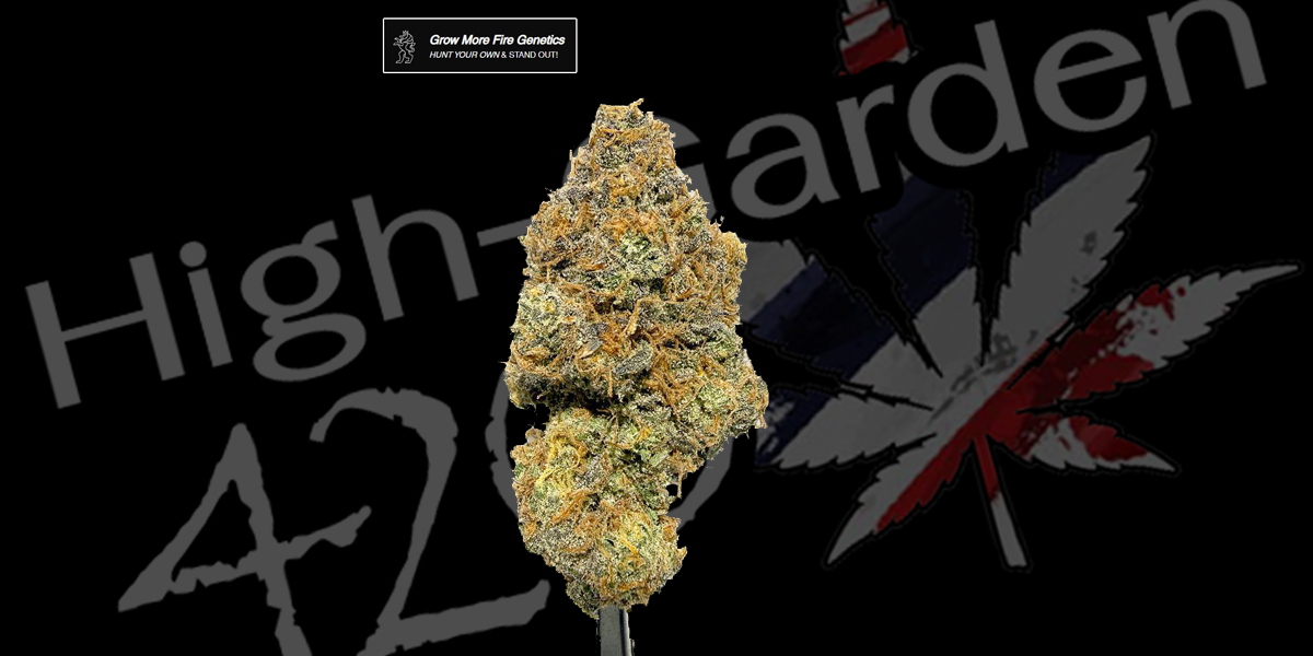 Cherry Brust ดอกกัญชาสายพันธุ์ Cherry Brust กลิ่นเชอร์รี่หวาน High-garden420