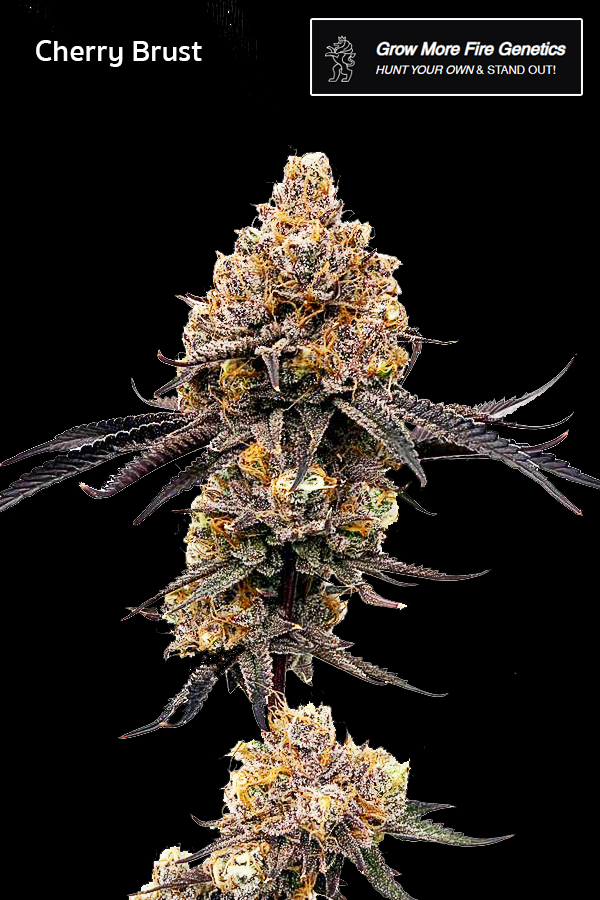 ดอกกัญชา Cherry Brust ใกล้ๆ โครงสร้างดอก Cherry Brust High-garden420