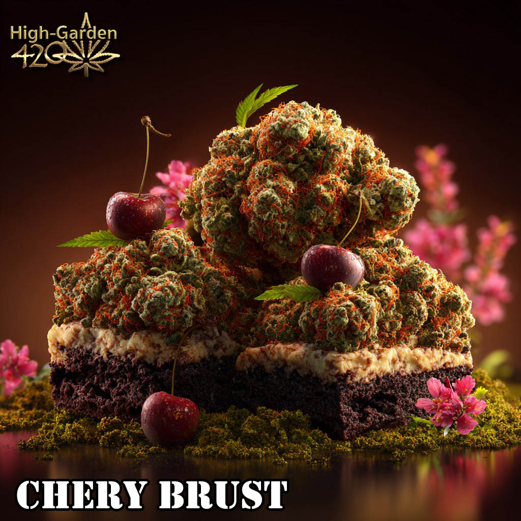 Cherry Brust ดอกกัญชา กลิ่นเชอร์รี่ cannabis strain High-garden420