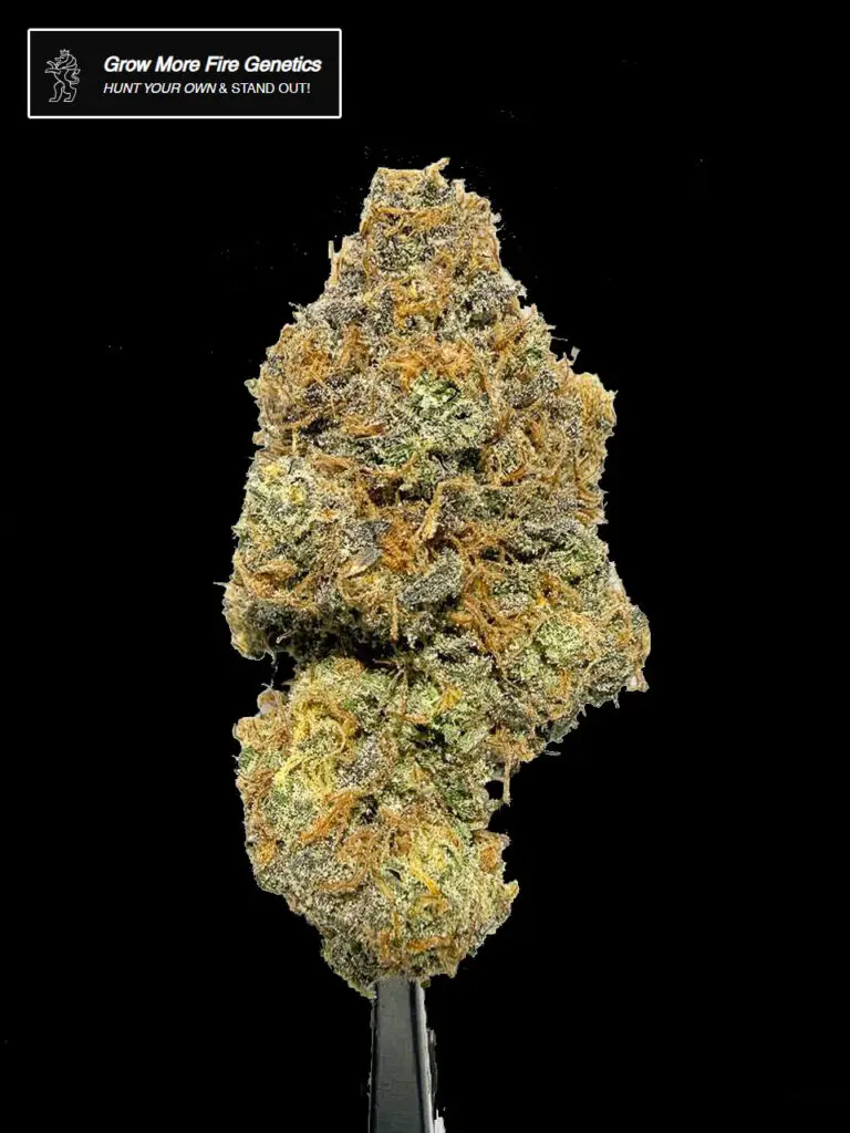 ดอกกัญชา Cherry Brust strain