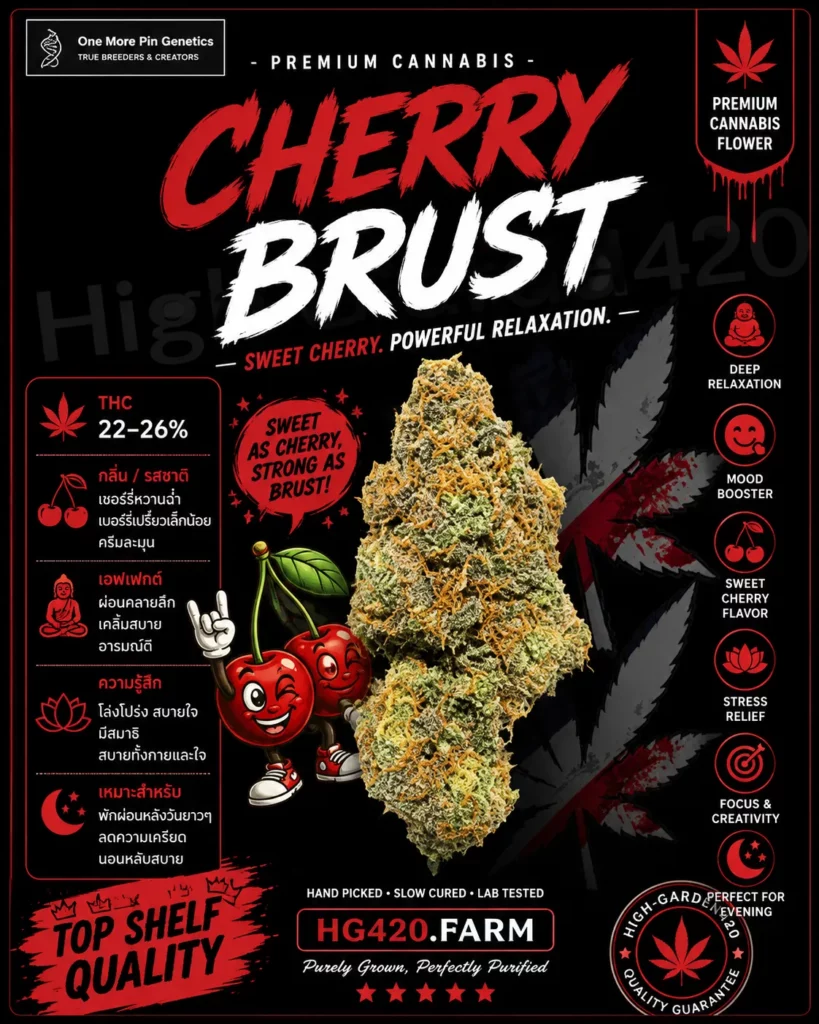 Cherry Brust strain สายพันธุ์กัญชา ดอกกัญชา High-Garden420