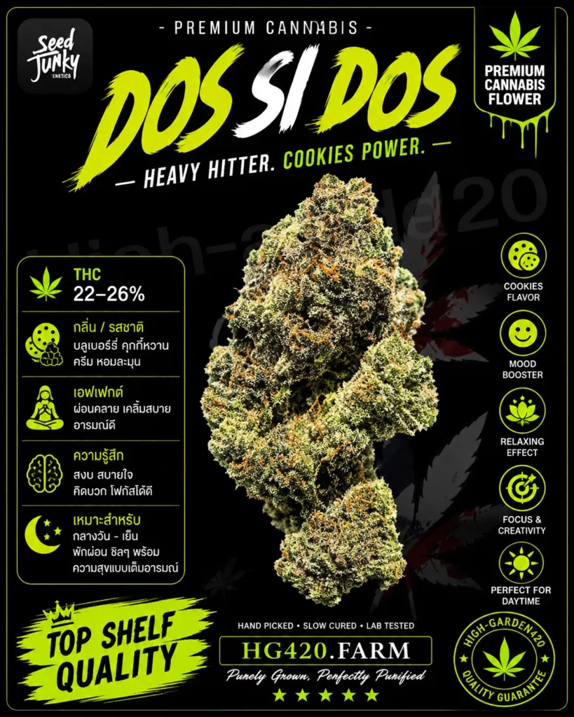 Dos Si Dos สายพันธุ์กัญชา พร้อมข้อมูล THC กลิ่น รสชาติ และเอฟเฟกต์