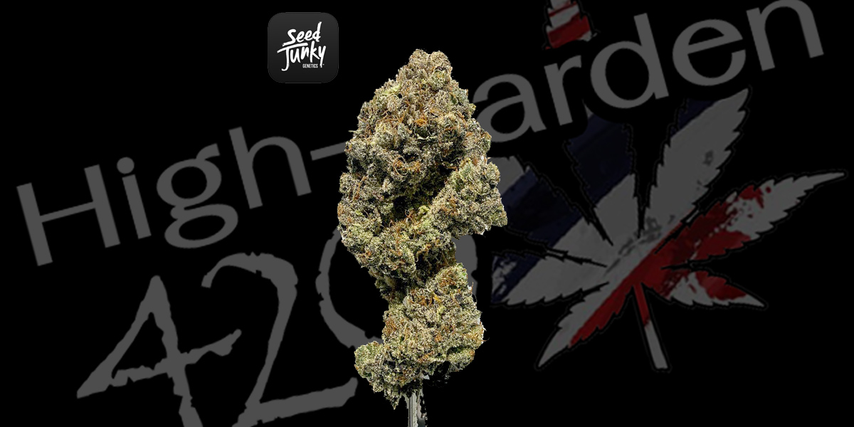 Dos Si Dos X Sherb ดอกกัญชาสายพันธุ์ Dos Si Dos X Sherb จาก High-garden420