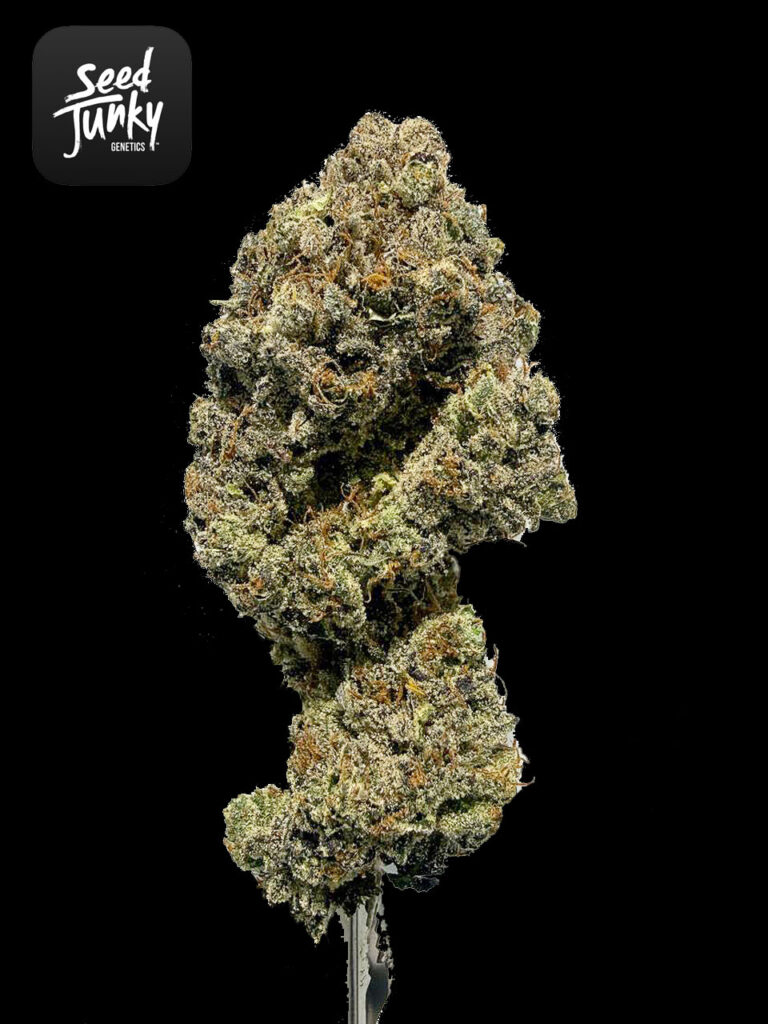 Dos Si Dos x Sherb strain