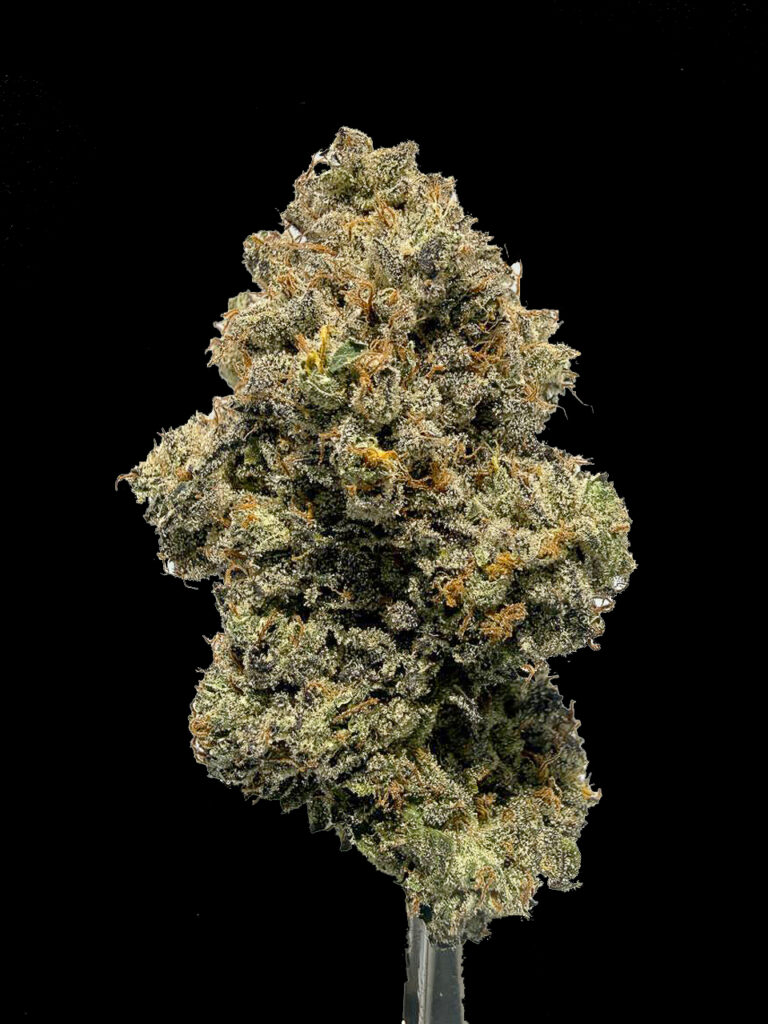 Dos Si Dos x Sherb cannabis flower dense buds with trichomes High-garden420