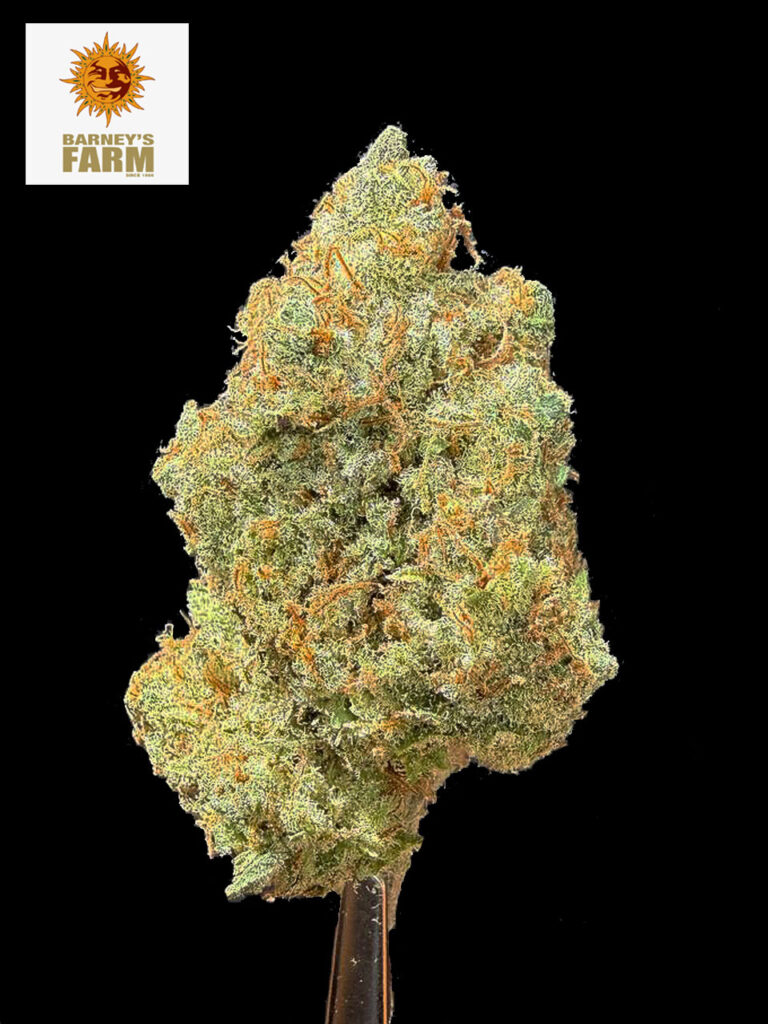 Laughing Buddha strain