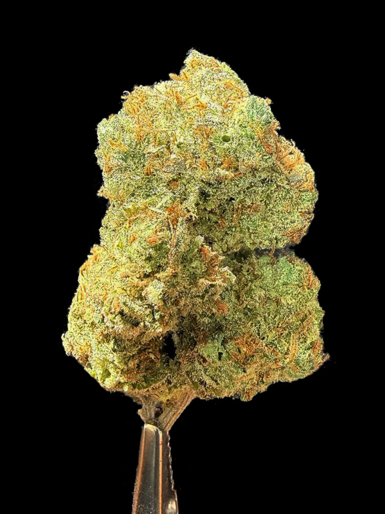 Laughing Buddha strain cannabis bud High-garden420