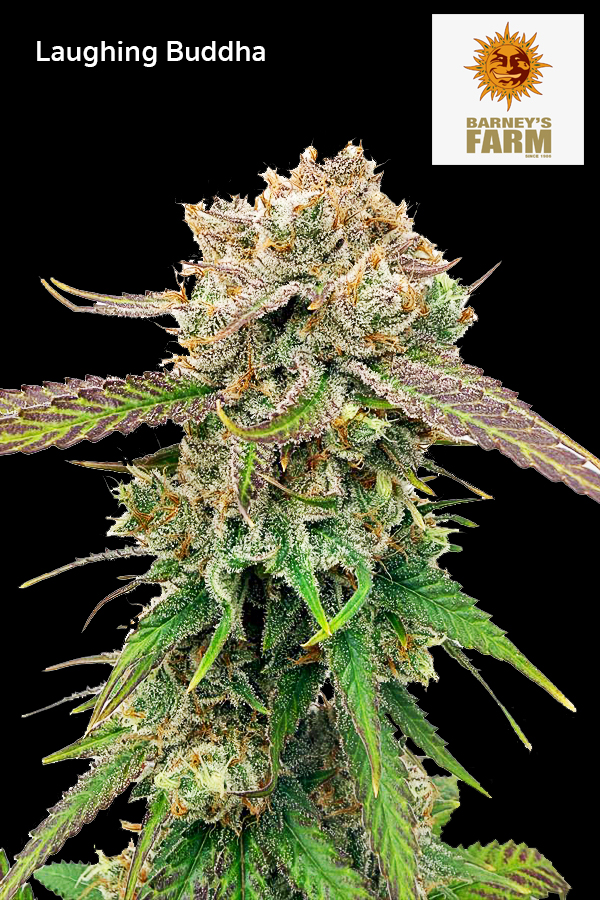 Laughing Buddha strain cannabis flower close up High-garden420