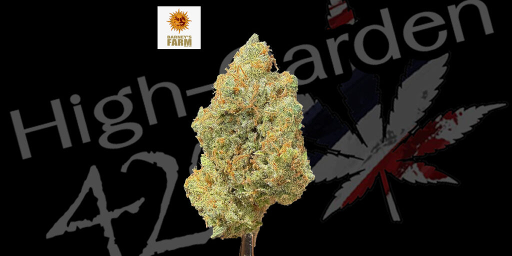 Laughing Buddha strain cannabis flower High-garden420