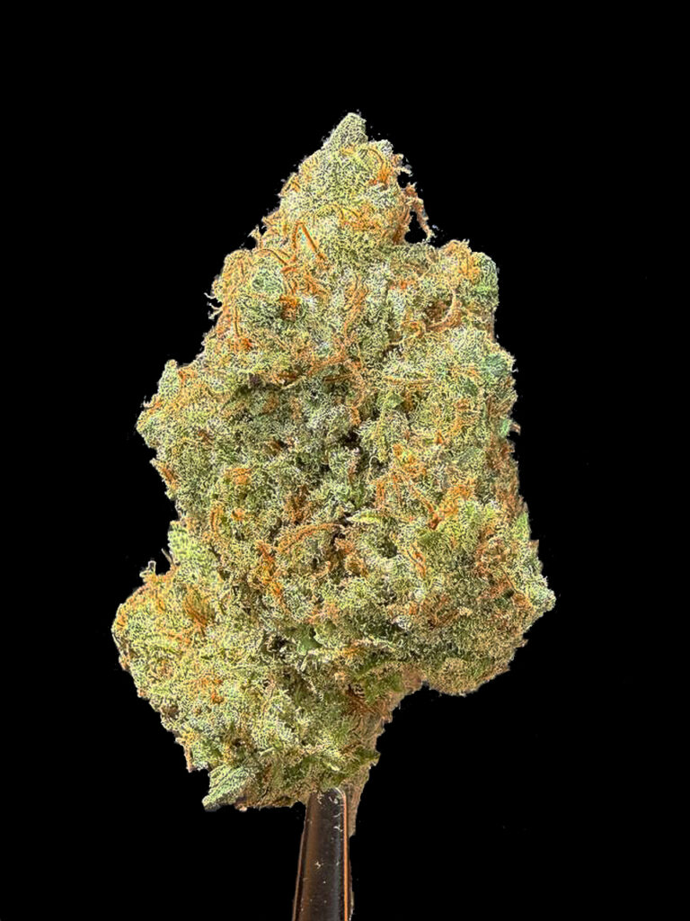 Laughing Buddha strain cannabis flower sativa strain