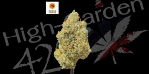 Laughing Buddha strain cannabis flower High-garden420