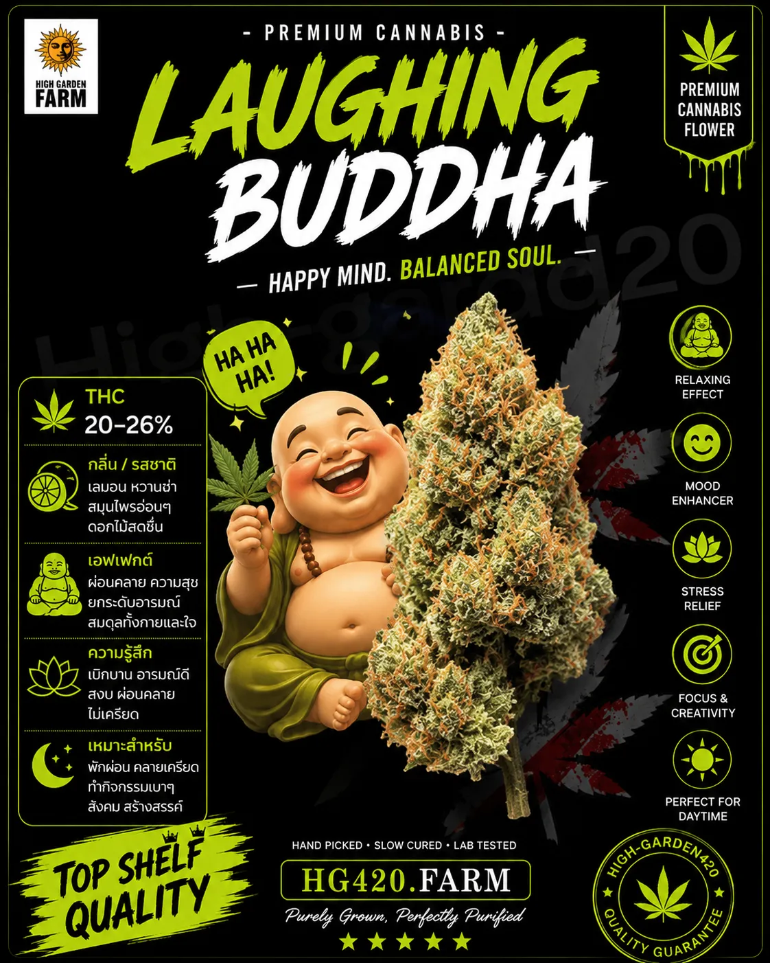 Laughing buddha สายพันธุ์กัญชา พร้อมข้อมูล THC กลิ่น รสชาติ และเอฟเฟกต์
