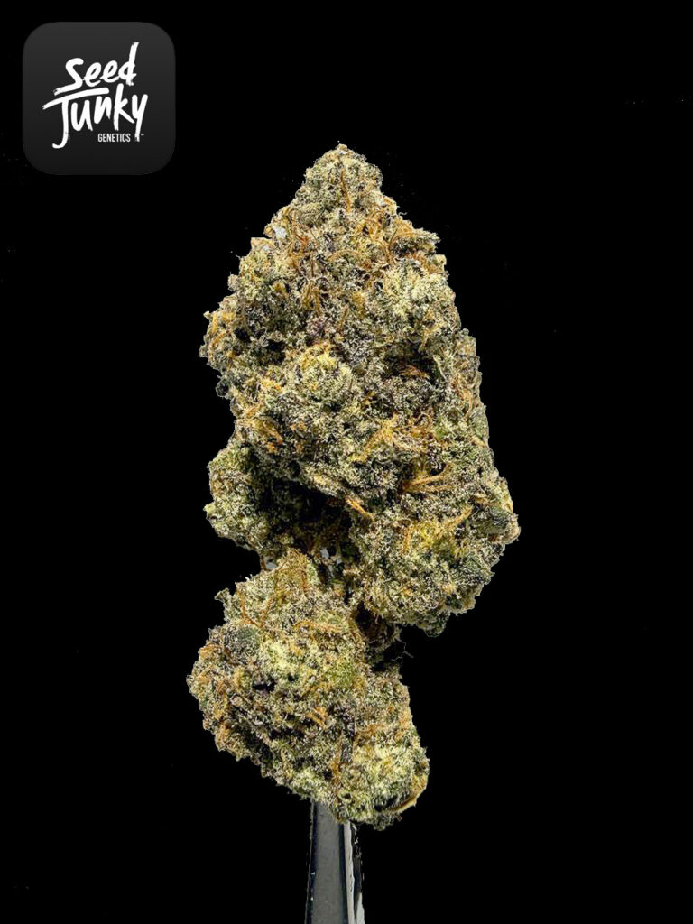 Lemon Cherries RX1 strain