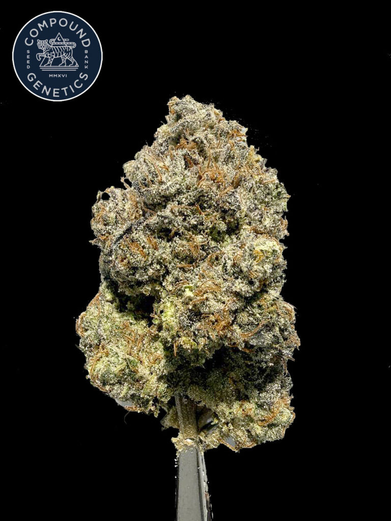 Metaverse strain Metaverse cannabis flower ดอกกัญชา Metaverse