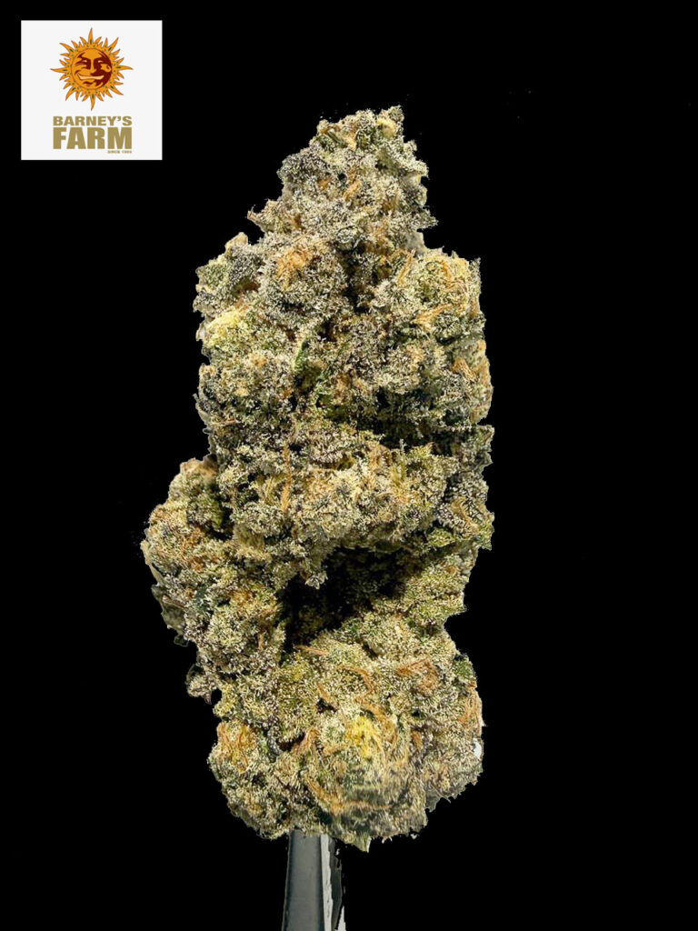 Mimosa x Orange Punch strain Mimosa x Orange Punch cannabis flower ดอกกัญชา Mimosa x Orange Punch