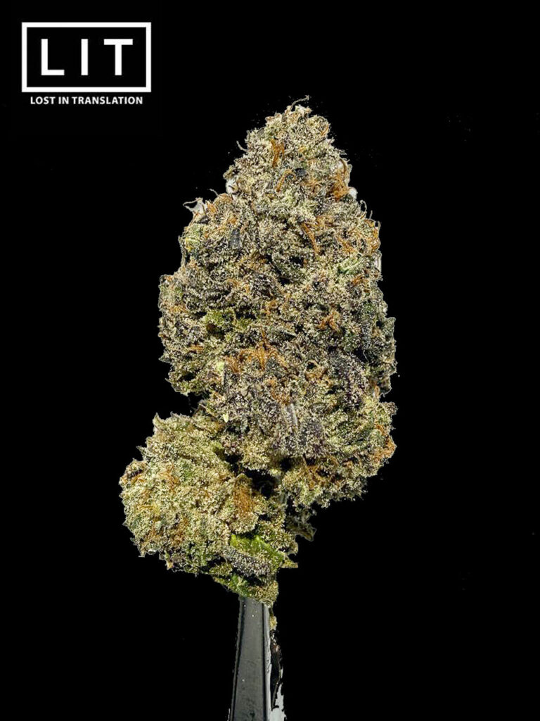 Sex On The Beach strain Sex On The Beach cannabis flower ดอกกัญชา Sex On The Beach