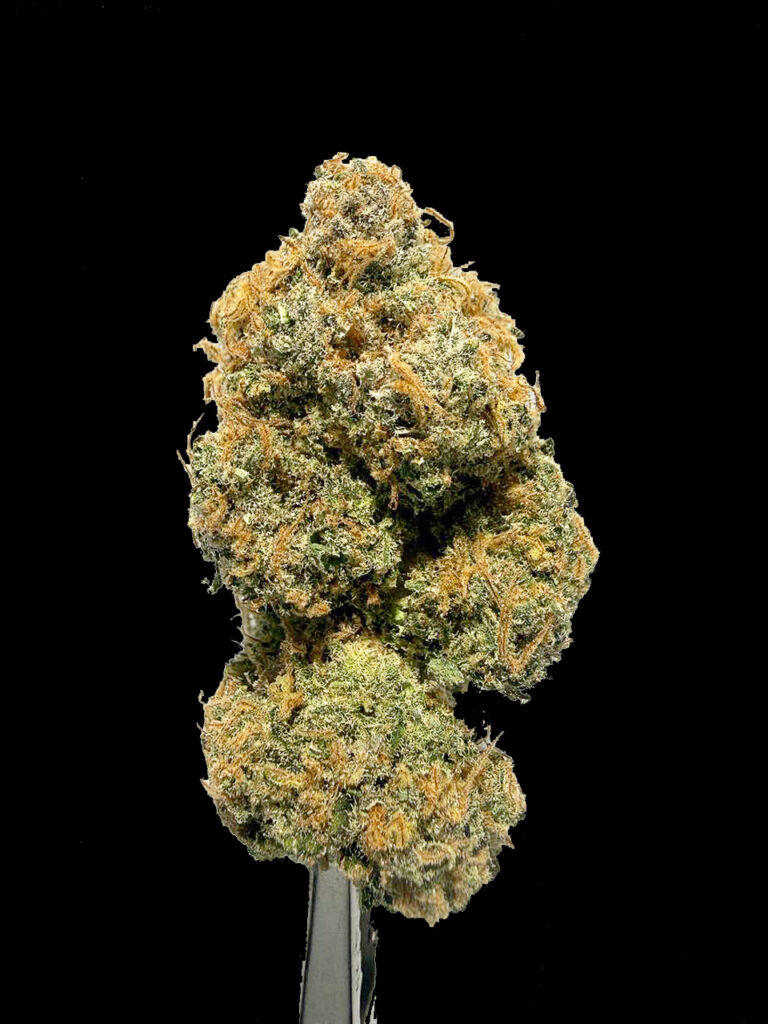 ดอกกัญชา LSD สายพันธุ์ Hybrid กลิ่นบลูเบอร์รี่คุกกี้