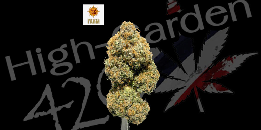 LSD cannabis strain High-garden420