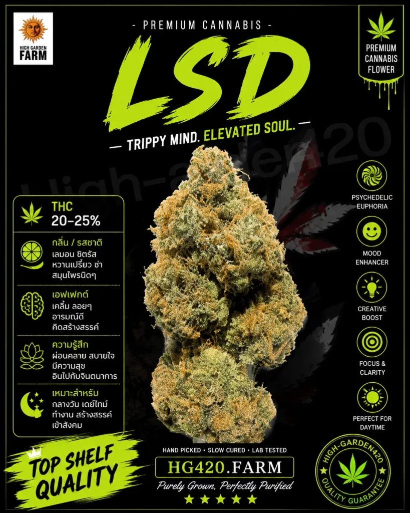 LSD strain สายพันธุ์กัญชา พร้อมข้อมูล THC กลิ่น รสชาติ และเอฟเฟกต์