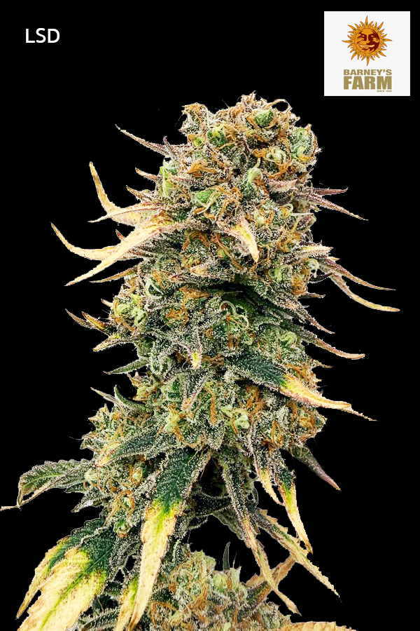LSD cannabis strain ดอกกัญชา LSD กลิ่นบลูเบอร์รี่คุกกี้
