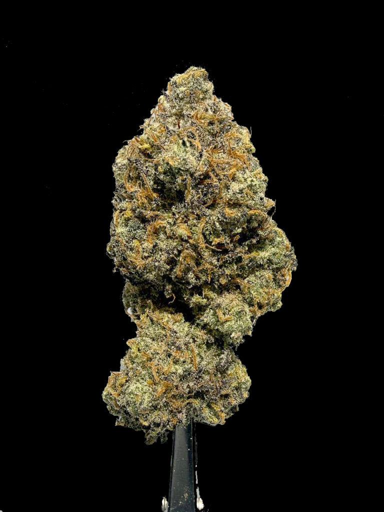 ดอกกัญชา Lemon Cherries Gelato strain RX1 ระยะใกล้ ดอกแน่น trichome เยอะ สายพันธุ์ hybrid