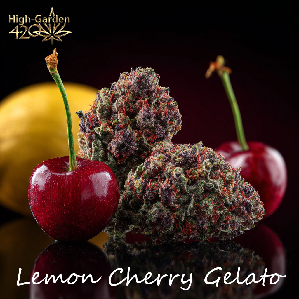 Lemon Cherry Gelato strain cannabis with lemon and cherries Lemon Cherry Gelato strain High-garden420