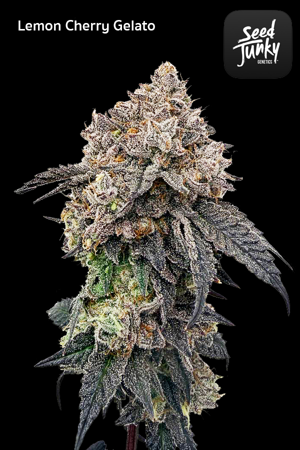 Lemon Cherry Gelato strain cannabis flower dense trichomes hybrid strain High-garden420
