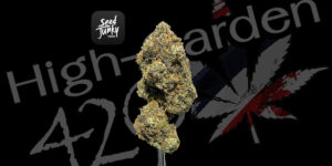 Lemon Cherry Gelato strain cannabis featured image High-garden420