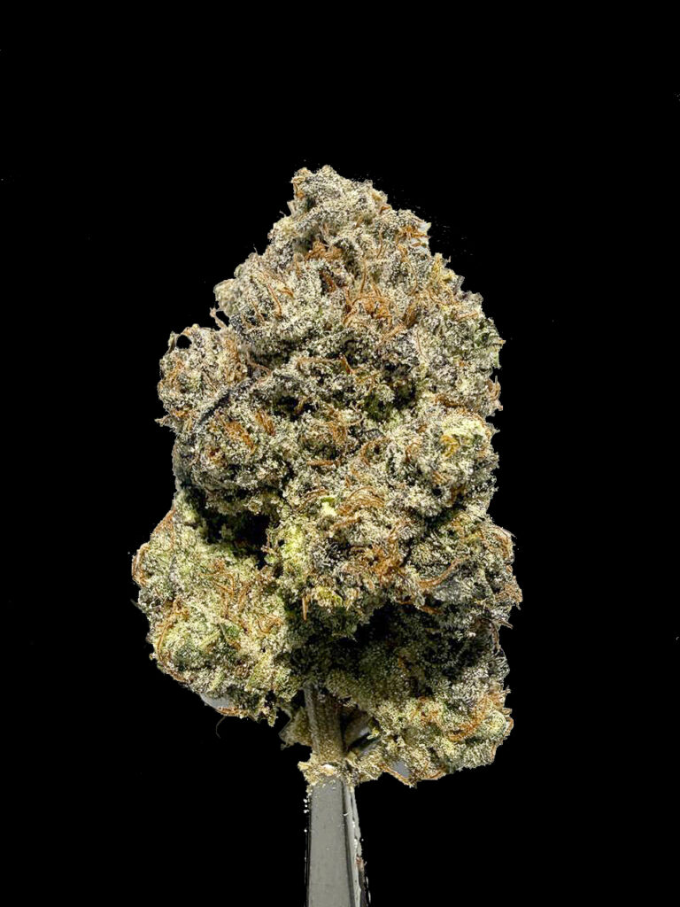 Metaverse hybrid cannabis flower blueberry cookie strain