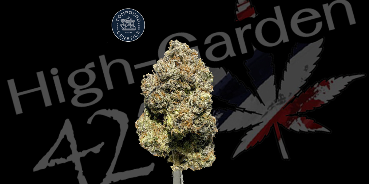 Metaverse strain cannabis flower High-garden420