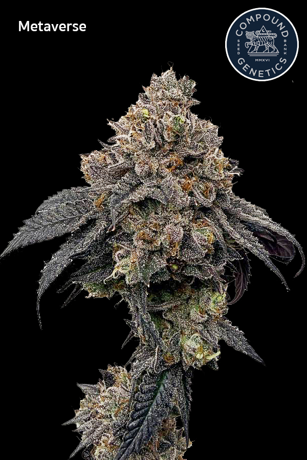 Metaverse strain ดอกกัญชาสายพันธุ์ Metaverse ไฮบริด กลิ่นบลูเบอร์รี่คุกกี้