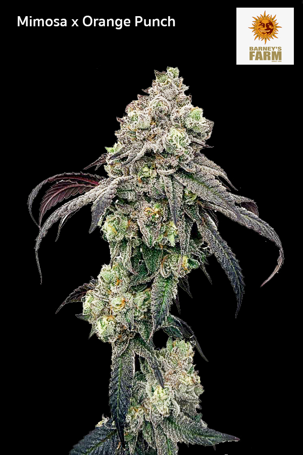 Mimosa x Orange Punch strain ดอกกัญชาสีเขียวม่วง กลิ่นส้มซิตรัส THC สูง