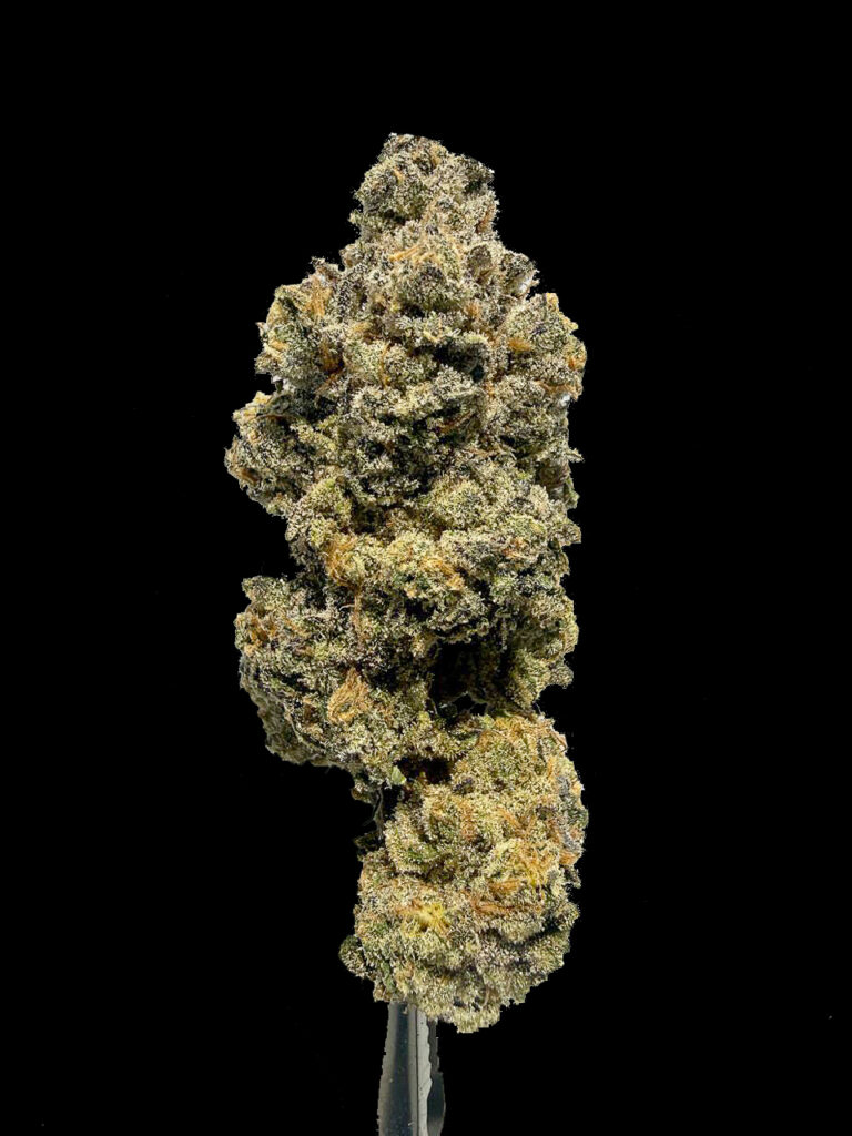 Mimosa x Orange Punch bud close up ดอกกัญชาแน่น สีเขียวทอง กลิ่นส้ม