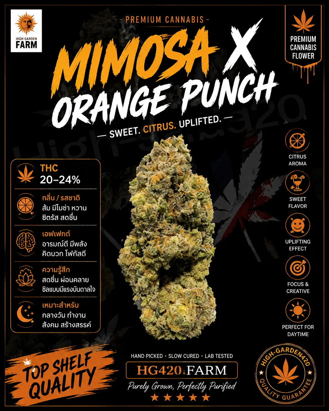 Mimosa x Orange Punch สายพันธุ์กัญชา พร้อมข้อมูล THC รสชาติ กลิ่น และเอฟเฟกต์