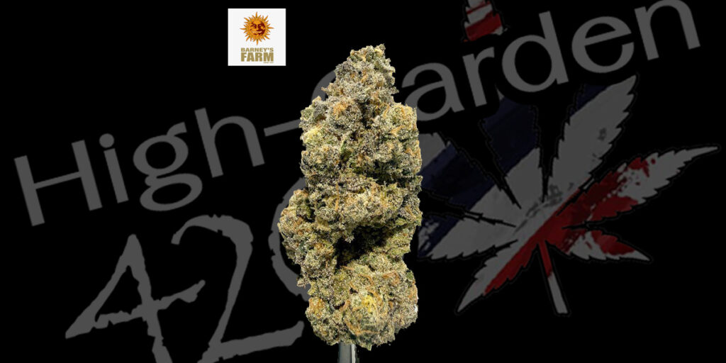 Mimosa x Orange Punch strain ดอกกัญชากลิ่นส้มหวาน สีส้มม่วง THC สูง