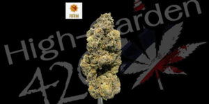 Mimosa x Orange Punch strain ดอกกัญชากลิ่นส้มหวาน สีส้มม่วง THC สูง