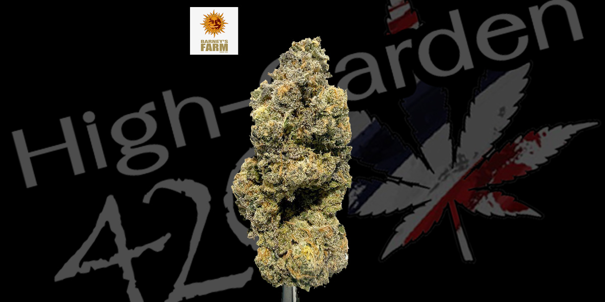 Mimosa x Orange Punch strain ดอกกัญชากลิ่นส้มหวาน สีส้มม่วง THC สูง