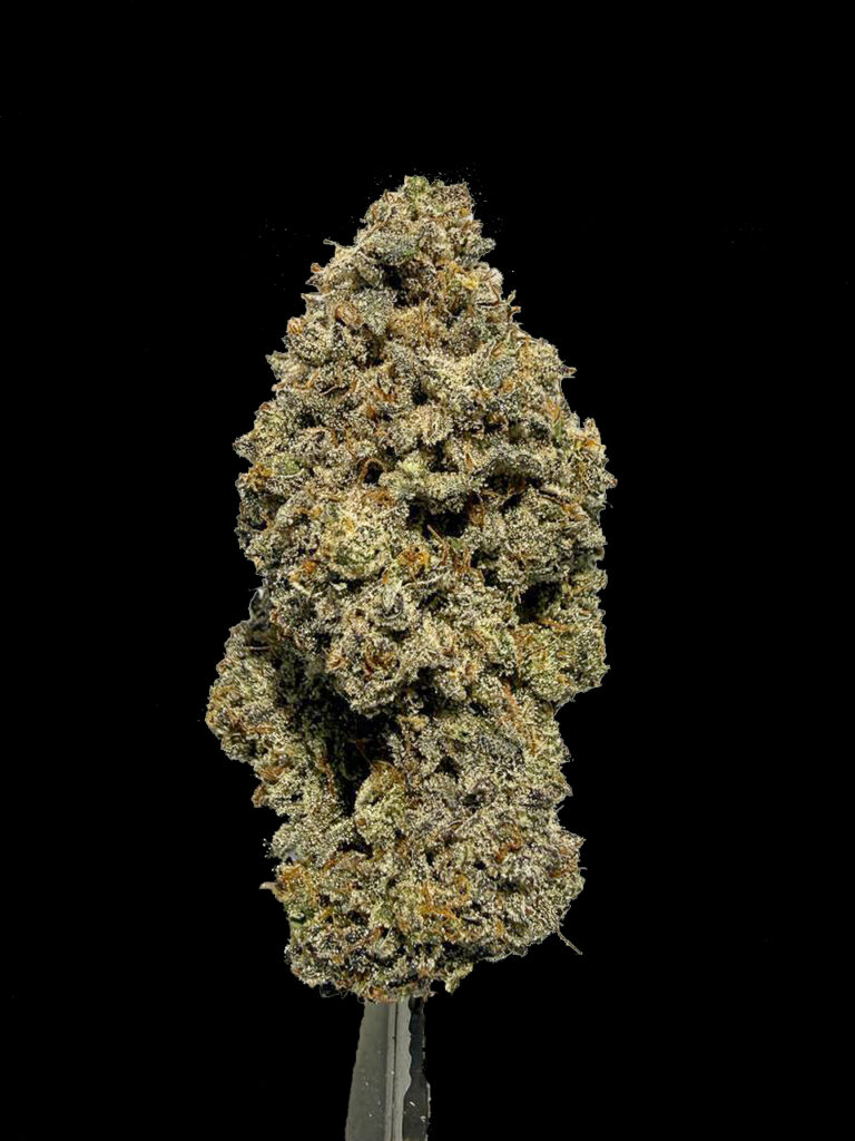 Rhubarb Pizza cannabis bud close up ดอกกัญชา Exotic Genetix ไตรโคมหนาแน่น